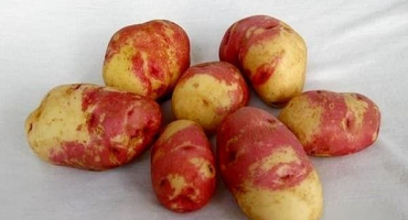 Popis odrůd brambor ivan-da-marya a ivan-da-shura, pěstování a výnos